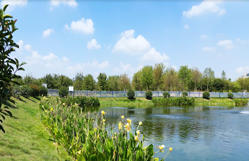 肥西县官亭镇尾水湿地项目丨“水下森林”初长成，尾水湿地焕生机